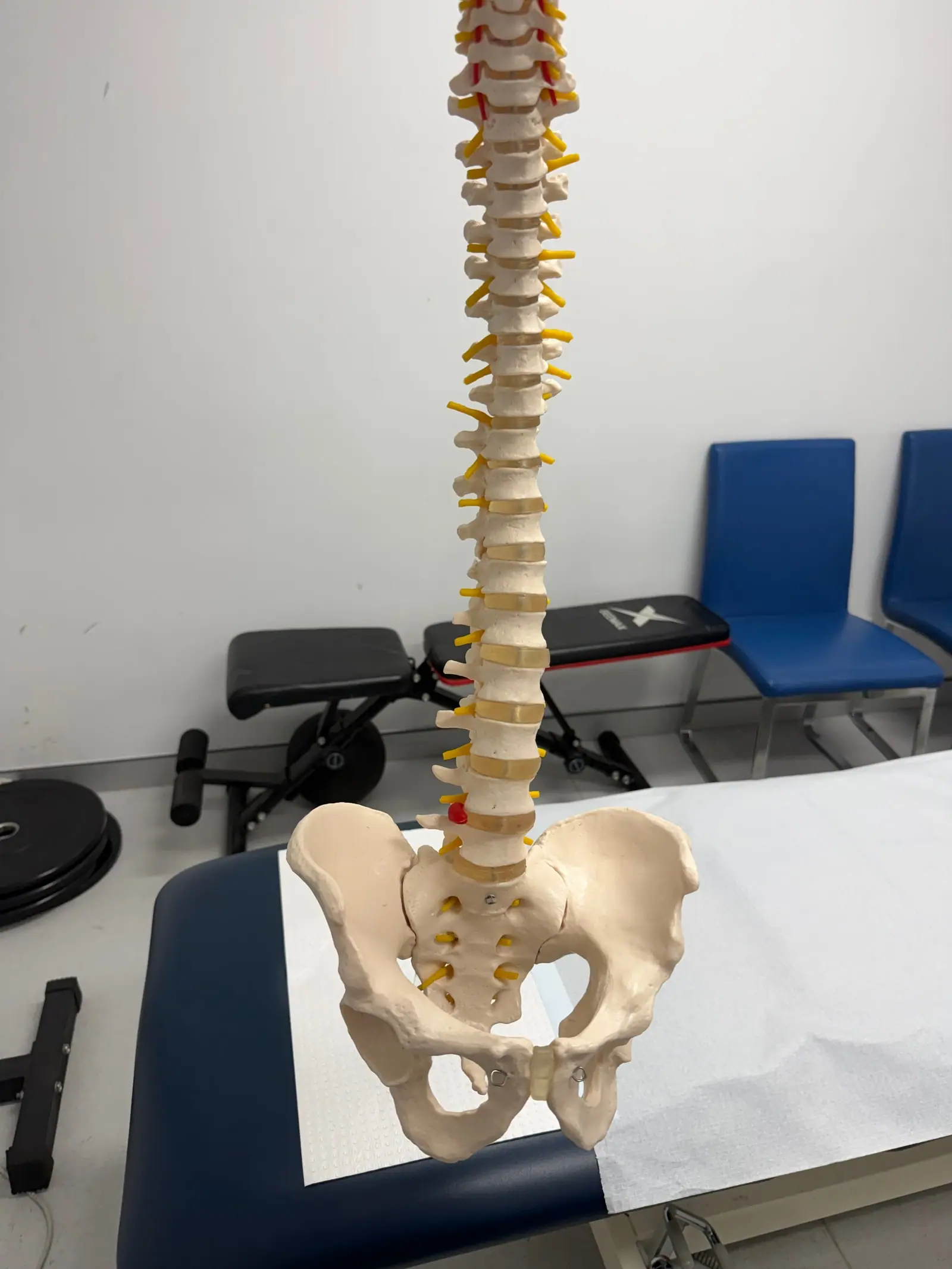 Musculoskeletal Assessment Suite